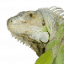 SeoSamba logo